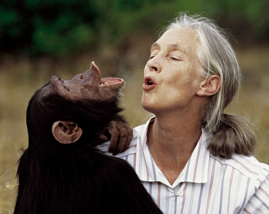Woman with gray hair holding a chimpanzee in a natural setting