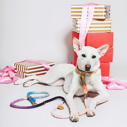 White dog with colorful leashes in front of gift boxes on a white background